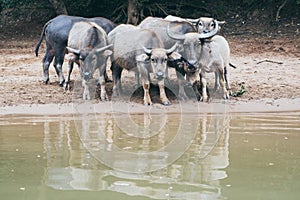 Herd of water buffalo standing at the waterfront and looking into the camera in Nong Khiaw, Laos