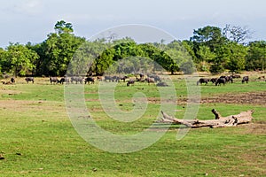 Herd of water buffaloes in Uda Walawe National Park, Sri Lan