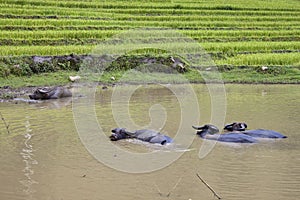 Herd of water buffaloes