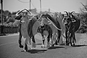 A herd of water buffaloes walking along the road