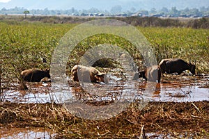 Herd of water buffalos grazing swampland