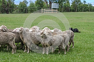Herd of wet dirty sheep in a green field with fence and water tank and herding dog lying on ground watching them