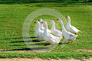 The herd of white adult geese grazing at the countryside on the farm on a green grove