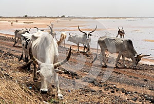 A herd of white African cows, Zebu, Senegal, Africa