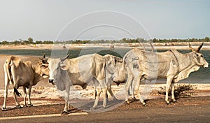 A herd of white African cows, Zebu, Sine saloum, Senegal, Africa