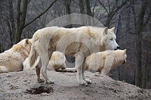 Herd of White Arctic Wolfs on Hill Portrait
