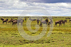 Herd of White Bearded Wildebeest migration, Brindled gnu Antelope in Serengeti Plains in Tanzania, East Africa