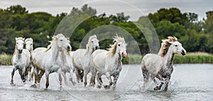 Herd of White Camargue horses galloping on the water