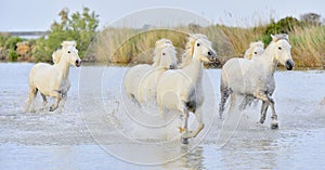 Herd of White Camargue horses running through water