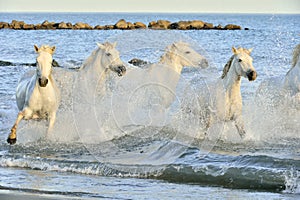 Herd of White Camargue Horses running on the water .