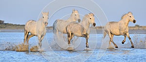 Herd of White Camargue Horses running on the water .