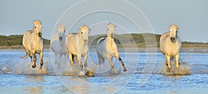 Herd of White Camargue Horses running on the water .