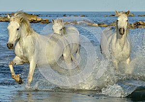 Herd of White Camargue Horses running on the water