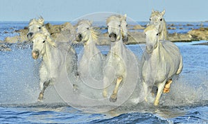 Herd of White Camargue horses running through water