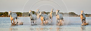 Herd of White Camargue horses running through water photo