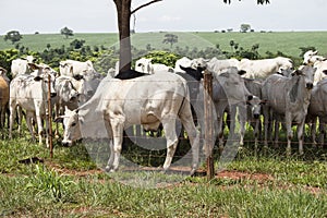 Herd of white cows and black cattle grazing and looking around attentively photo