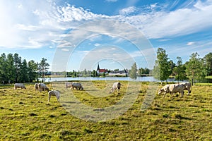 Herd of white cows grazing in a green summer field just by a lake in Sweden