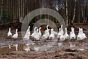 herd of white domestic geese go to graze in the grass in a crowd. Rear view. A small home goose farm.