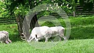 Herd of white fallow deer in nature. Rare albino fallow deer