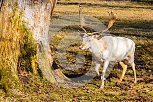 Herd of white fallow deer in nature at sunset