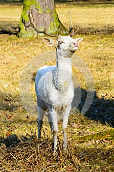 Herd of white fallow deer in nature at sunset