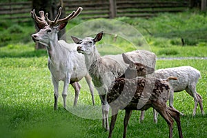 Herd of white fallow deer. Rare albino fallow deer Da