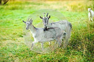 A herd of white goats graze on nature, farm