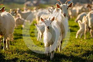 A herd of white goats grazing in the mountain meadow