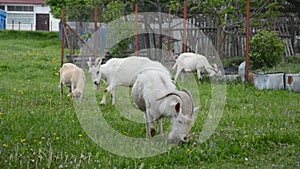 The herd of white goats in green grassy meadow