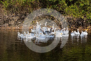 White gooses in a river