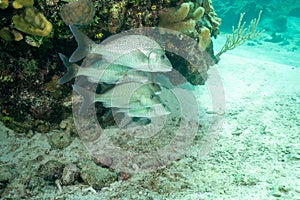 Herd of White grunt taxon fish near the bottom of the sea underwater photo