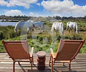 Herd of white horses in Camargue park