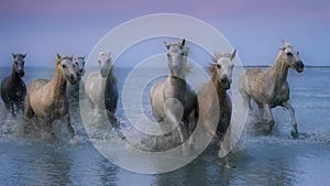 Herd of white horses galloping on water at the coast of Camargue in France at dusk