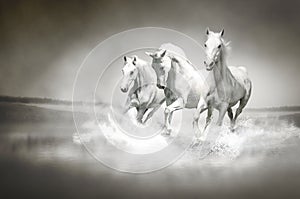 Herd of white horses running through water