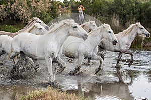 Herd of white horses running through water