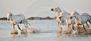 Herd of white horses running through water in sunset light