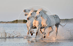 Herd of white horses running through water in sunset light