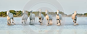 Herd of white horses running through water in sunset light.