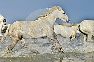 Herd of white horses running through water in sunset light.