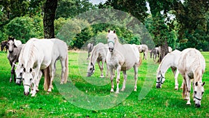 Herd of white horses