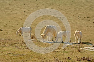 Rebano de blanco vacas pastos en en francés campo 