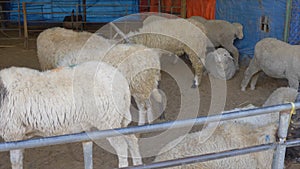 Herd of white sheep behind metallic corral fence