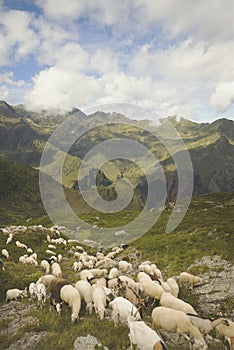 Herd of White sheep`s in High Mountain pastures