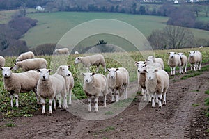 Herd of white sheep in Wicklow, Ireland