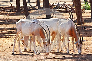 A herd of white wild goats