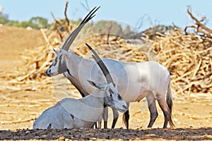 A herd of white wild goats Arabian Oryx