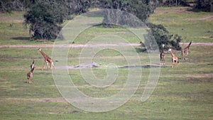 A Herd of Wild African Giraffes in Their Natural Environment in the Savanna