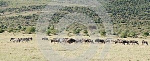 A herd of wild animals in the beautiful grassland of Masai Mara