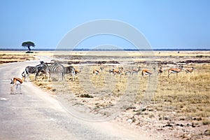 Herd of wild animals zebras and impala antelopes in field at the road on safari in Etosha National Park, Namibia, South Africa