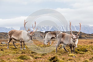 Herd of wild Arctic reindeer in natural environment